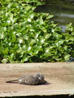 tourterelles.jpg (600x800)